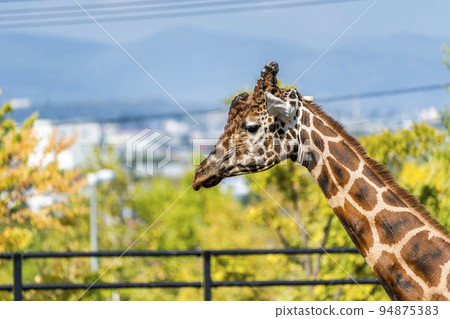Landscape of the zoo Reticulated giraffe's face Asahikawa, Hokkaido Landscape of the zoo Reticulated giraffe's face Asahikawa, Hokkaido 94875383