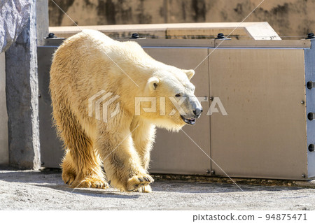 Landscape of the zoo Polar bear Asahikawa, Hokkaido 94875471
