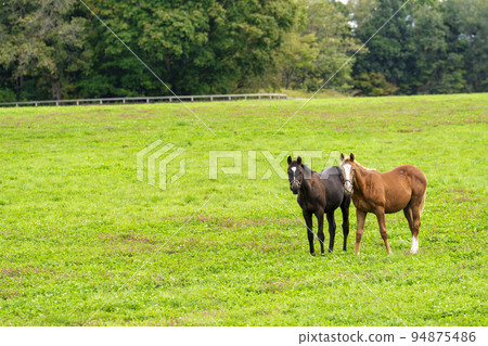Autumn racehorse (thoroughbred) breeding ranch, weaned yearling, Hokkaido Autumn racehorse (thoroughbred) breeding ranch, weaned yearling, Hokkaido 94875486