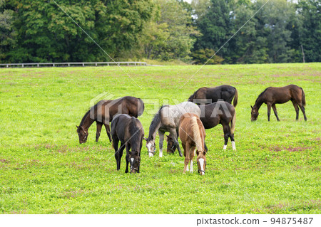 Autumn racehorse (thoroughbred) breeding ranch, weaned yearling, Hokkaido Autumn racehorse (thoroughbred) breeding ranch, weaned yearling, Hokkaido 94875487