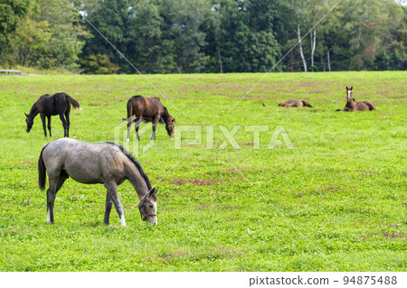 Autumn racehorse (thoroughbred) breeding ranch, weaned yearling, Hokkaido Autumn racehorse (thoroughbred) breeding ranch, weaned yearling, Hokkaido 94875488