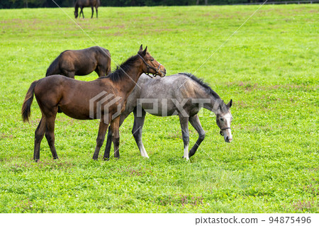 Autumn racehorse (thoroughbred) breeding ranch, weaned yearling, Hokkaido 94875496