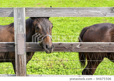 Autumn racehorse (thoroughbred) breeding ranch, weaned yearling, Hokkaido 94875506