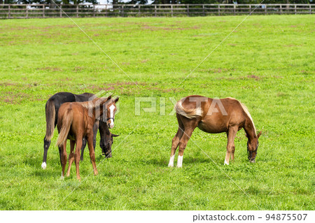 Autumn racehorse (thoroughbred) breeding ranch, weaned yearling, Hokkaido Autumn racehorse (thoroughbred) breeding ranch, weaned yearling, Hokkaido 94875507