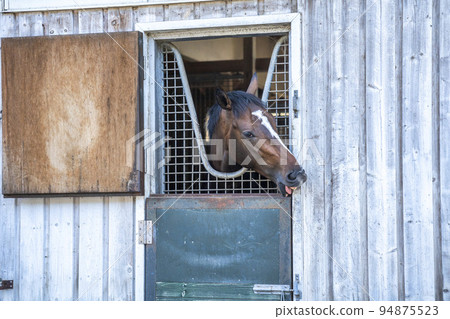 A racehorse (thoroughbred) farm, a horse that shows its face, Hokkaido A racehorse (thoroughbred) farm, a horse that shows its face, Hokkaido 94875523