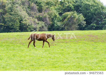 Autumn racehorse (thoroughbred) breeding ranch, weaned yearling, Hokkaido 94875563