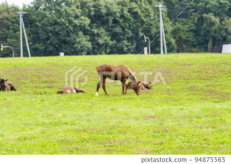 秋季賽馬（純種）繁殖牧場，斷奶一歲馬，北海道 94875565
