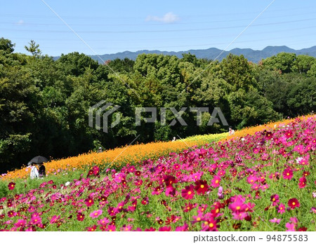 藍天下山上的波斯菊田 藍天下山上的波斯菊田 94875583