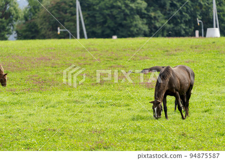 Autumn racehorse (thoroughbred) breeding ranch, weaned yearling, Hokkaido 94875587