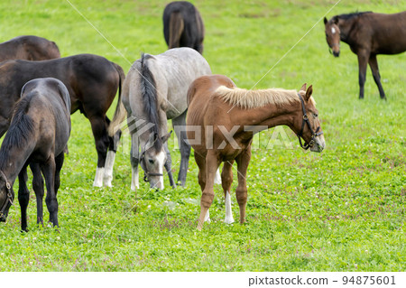 秋季賽馬（純種）繁殖牧場，斷奶一歲馬，北海道 94875601
