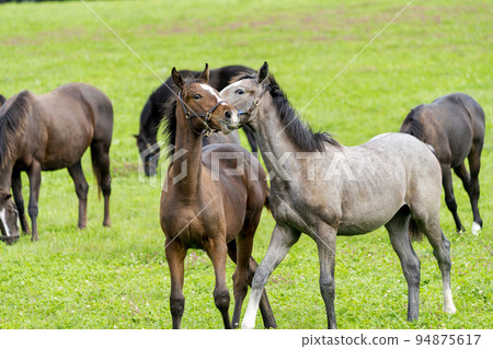 Autumn racehorse (thoroughbred) breeding ranch, weaned yearling, Hokkaido 94875617