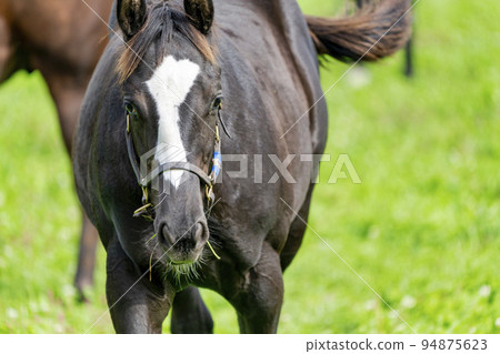 Autumn racehorse (thoroughbred) breeding ranch, weaned yearling, Hokkaido 94875623