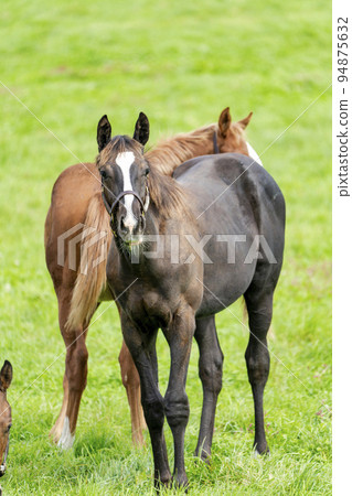 Autumn racehorse (thoroughbred) breeding ranch, weaned yearling, Hokkaido Autumn racehorse (thoroughbred) breeding ranch, weaned yearling, Hokkaido 94875632