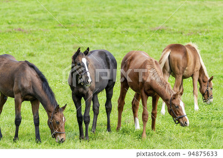 Autumn racehorse (thoroughbred) breeding ranch, weaned yearling, Hokkaido Autumn racehorse (thoroughbred) breeding ranch, weaned yearling, Hokkaido 94875633