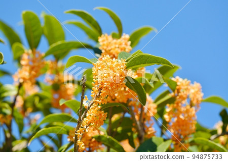 Osmanthus flower Osmanthus flower 94875733