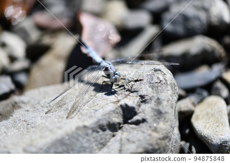 Compound eyes of Shiokara dragonfly Compound eyes of Shiokara dragonfly 94875848