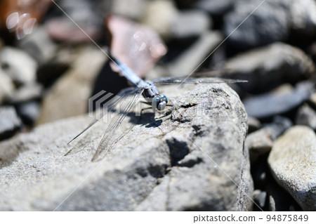 Compound eyes of Shiokara dragonfly 94875849