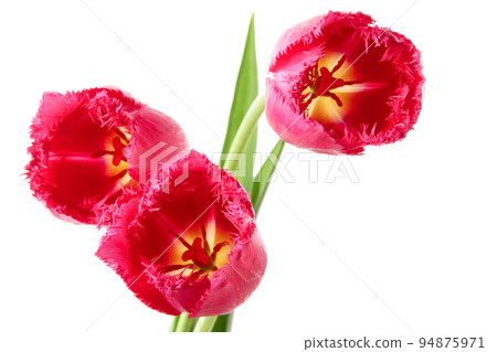 Tulips with fringe 94875971