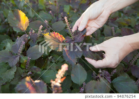 harvest shiso harvest shiso 94876254