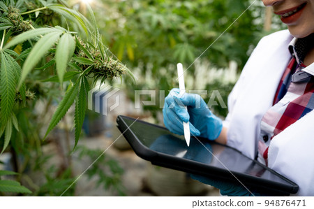 female scientists researchers examine cannabis leave and record the result on digital tablet, Cannabis cultivation experiments and the legal cultivation of cannabis plants. 94876471