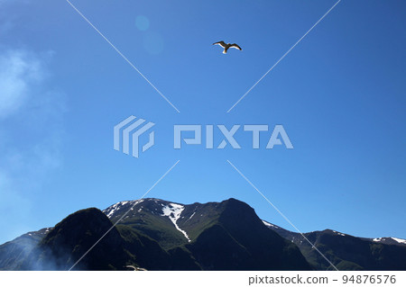 Seagulls soar over the Norwegian fjords Seagulls soar over the Norwegian fjords 94876576