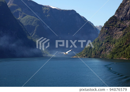 海鷗在挪威峽灣上空翱翔 海鷗在挪威峽灣上空翱翔 94876579