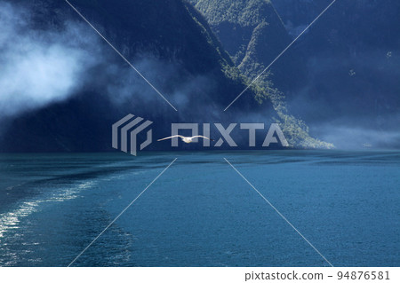 海鷗在挪威峽灣上空翱翔 94876581