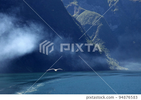 一隻海鷗飛過挪威峽灣 94876583