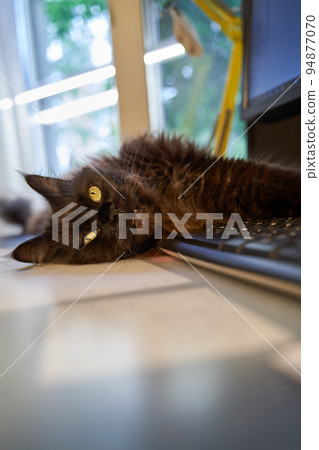 Beautiful brown main coon cat satisfied stretches on keypad. 94877070