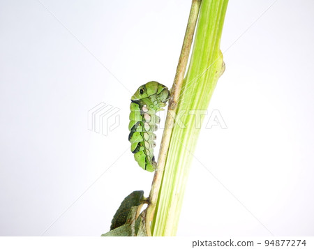 Caterpillar caterpillar larva swallowtail swallowtail prepupa Caterpillar caterpillar larva swallowtail swallowtail prepupa 94877274