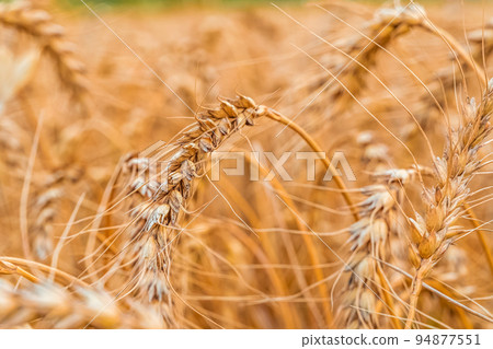 Golden Cereal field with ears of wheat,Agriculture farm and farming concept.Harvest.Wheat field.Rural Scenery.Ripening ears.Rancho harvest Concept.Ripe ears of wheat.Cereal crop.Bread, rye and grain Golden Cereal field with ears of wheat,Agriculture farm and farming concept.Harvest.Wheat field.Rural Scenery.Ripening ears.Rancho harvest Concept.Ripe ears of wheat.Cereal crop.Bread, rye and grain 94877551
