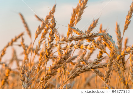 Golden Cereal field with ears of wheat,Agriculture farm and farming concept.Harvest.Wheat field.Rural Scenery.Ripening ears.Rancho harvest Concept.Ripe ears of wheat.Cereal crop.Bread, rye and grain Golden Cereal field with ears of wheat,Agriculture farm and farming concept.Harvest.Wheat field.Rural Scenery.Ripening ears.Rancho harvest Concept.Ripe ears of wheat.Cereal crop.Bread, rye and grain 94877553