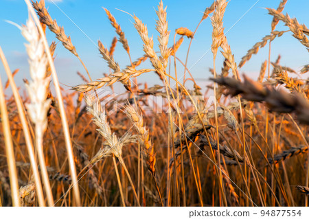 Golden Cereal field with ears of wheat,Agriculture farm and farming concept.Harvest.Wheat field.Rural Scenery.Ripening ears.Rancho harvest Concept.Ripe ears of wheat.Cereal crop.Bread, rye and grain Golden Cereal field with ears of wheat,Agriculture farm and farming concept.Harvest.Wheat field.Rural Scenery.Ripening ears.Rancho harvest Concept.Ripe ears of wheat.Cereal crop.Bread, rye and grain 94877554
