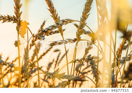 Golden Cereal field with ears of wheat,Agriculture farm and farming concept.Harvest.Wheat field.Rural Scenery.Ripening ears.Rancho harvest Concept.Ripe ears of wheat.Cereal crop.Bread, rye and grain Golden Cereal field with ears of wheat,Agriculture farm and farming concept.Harvest.Wheat field.Rural Scenery.Ripening ears.Rancho harvest Concept.Ripe ears of wheat.Cereal crop.Bread, rye and grain 94877555