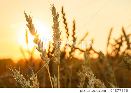 Golden Cereal field with ears of wheat,Agriculture farm and farming concept.Harvest.Wheat field.Rural Scenery.Ripening ears.Rancho harvest Concept.Ripe ears of wheat.Cereal crop.Bread, rye and grain Golden Cereal field with ears of wheat,Agriculture farm and farming concept.Harvest.Wheat field.Rural Scenery.Ripening ears.Rancho harvest Concept.Ripe ears of wheat.Cereal crop.Bread, rye and grain 94877556