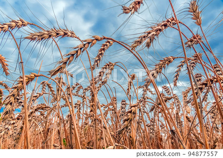 Golden Cereal field with ears of wheat,Agriculture farm and farming concept.Harvest.Wheat field.Rural Scenery.Ripening ears.Rancho harvest Concept.Ripe ears of wheat.Cereal crop.Bread, rye and grain 94877557