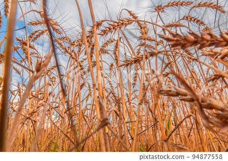 Golden Cereal field with ears of wheat,Agriculture farm and farming concept.Harvest.Wheat field.Rural Scenery.Ripening ears.Rancho harvest Concept.Ripe ears of wheat.Cereal crop.Bread, rye and grain Golden Cereal field with ears of wheat,Agriculture farm and farming concept.Harvest.Wheat field.Rural Scenery.Ripening ears.Rancho harvest Concept.Ripe ears of wheat.Cereal crop.Bread, rye and grain 94877558