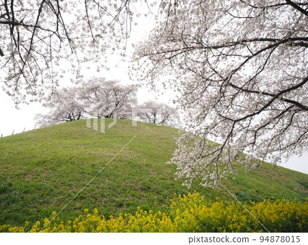 Maru墓的櫻花盛開 94878015