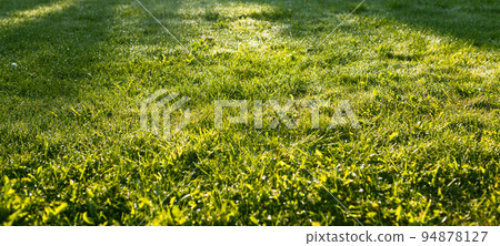 Juicy lush green grass on meadow with drops in the morning. Close up view of a lawn level. Summertime season, selective focus Juicy lush green grass on meadow with drops in the morning. Close up view of a lawn level. Summertime season, selective focus 94878127