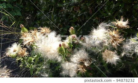 Afternoon time 94878232