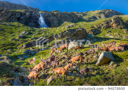 Ibex wild animal and mountain fauna, Gran Paradiso italian Alps, Italy 94878600