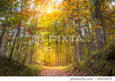 Footpath in a forest autumn at sunrise, Karwendel mountains, Tyrol Footpath in a forest autumn at sunrise, Karwendel mountains, Tyrol 94878633