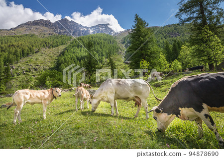 Swiss cows in the alpine landscape, Gran Paradiso, Northern Italy Swiss cows in the alpine landscape, Gran Paradiso, Northern Italy 94878690