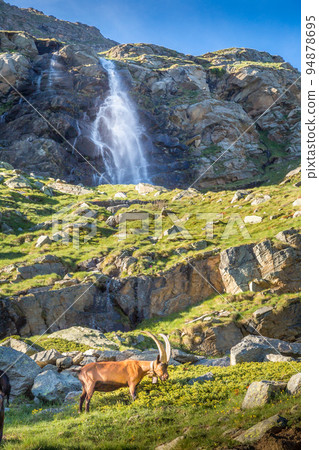 Ibex wild animal and mountain fauna, Gran Paradiso italian Alps, Italy Ibex wild animal and mountain fauna, Gran Paradiso italian Alps, Italy 94878695