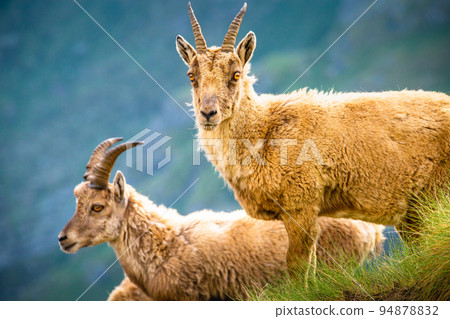 Ibex wild animal and mountain fauna, Gran Paradiso italian Alps, Italy Ibex wild animal and mountain fauna, Gran Paradiso italian Alps, Italy 94878832