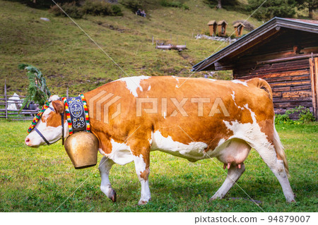 Ornate Cow parade called Almabtrieb in Zillertal, Austrian alps Ornate Cow parade called Almabtrieb in Zillertal, Austrian alps 94879007
