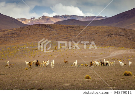 Group of Guanacos and llamas in the wild of Atacama Desert, Andes altiplano 94879011