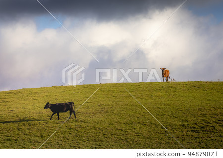Cows grazing at sunset, Rio Grande do Sul pampa - Southern Brazil 94879071