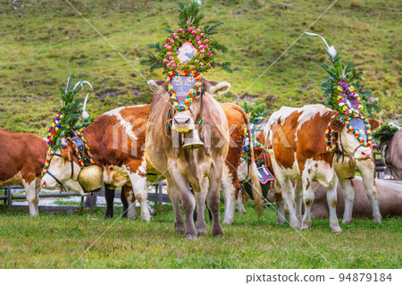 Ornate Cow parade called Almabtrieb in Zillertal, Austrian alps 94879184