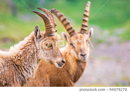 Ibex wild animal and mountain fauna, Gran Paradiso italian Alps, Italy Ibex wild animal and mountain fauna, Gran Paradiso italian Alps, Italy 94879279
